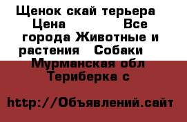 Щенок скай терьера › Цена ­ 20 000 - Все города Животные и растения » Собаки   . Мурманская обл.,Териберка с.